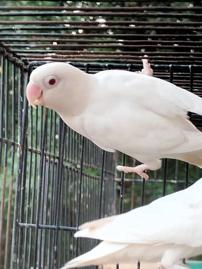 Albino red eyes male and 1 adult pc.  or heavy buff chicks available