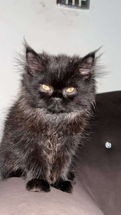 Persian kittens black and grey