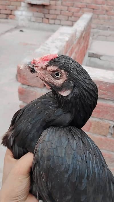 asil murgi