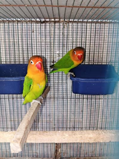 fisher pair