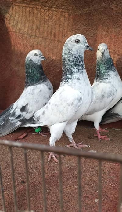Bajrai pigeons