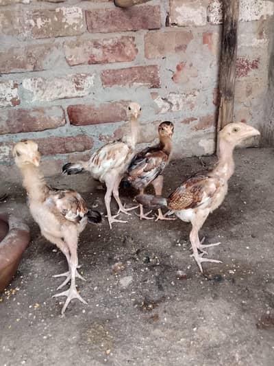 Aseel chicks/Aseel choozy/Mianwali Chicks/Mianwali chiozy