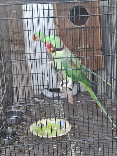 RAW PARROT BREADING PAIR