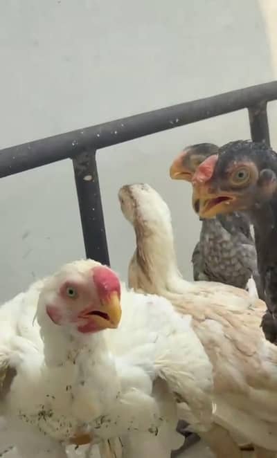 urgent for sale parrot beak kandhari