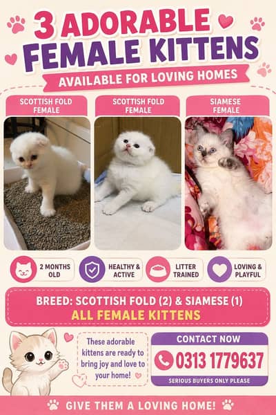 Scottish Fold Kitten/Siamese cat/female kitten/kitten/cat for sale