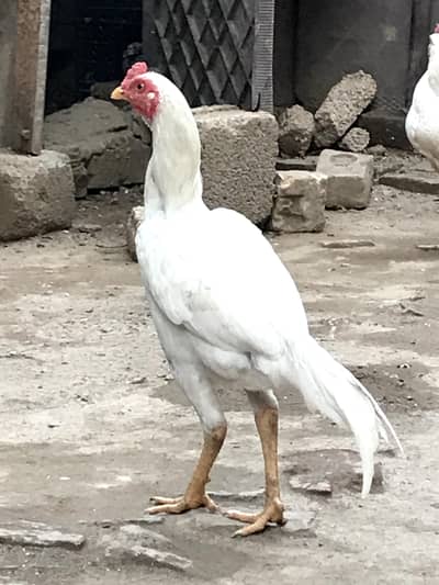 Aseel pair for sale