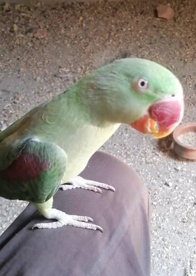 breeder female