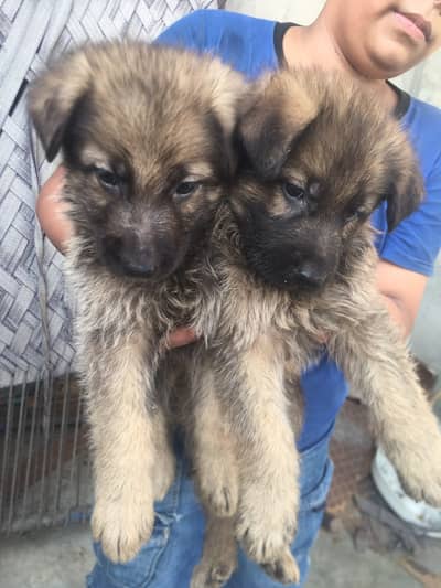 German Shepherd Pupp | Long Coated German Pupps | GSD | Pupps For Sale