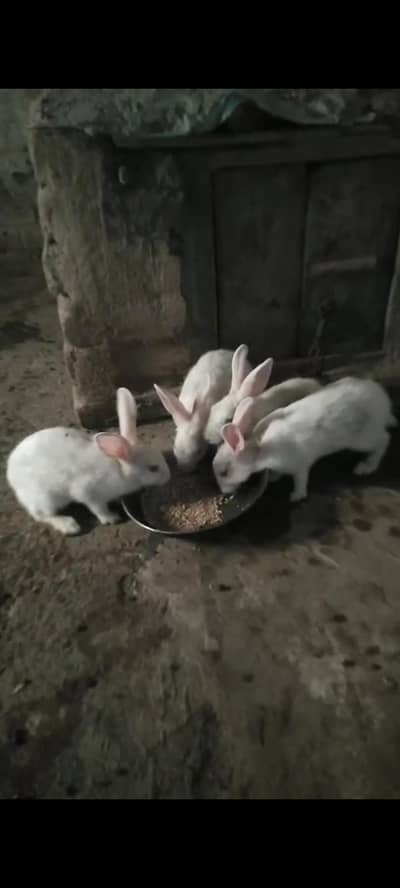 rabits for sale