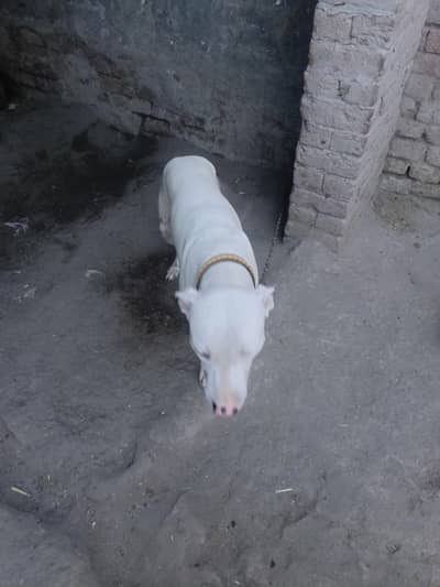pure kohati gultair male age 8 month