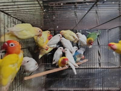 love birds for sale