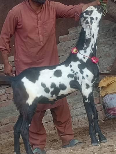 Beetal Daba kheera Bakra sale