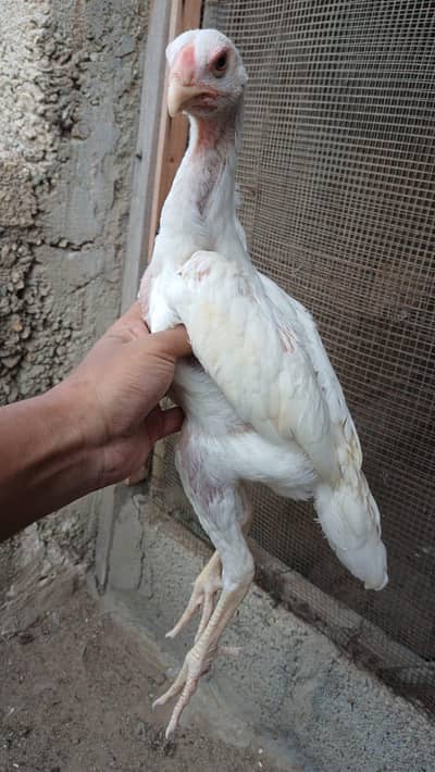 High quality king Shamo 3 chicks for sale ( 8500 per piece)