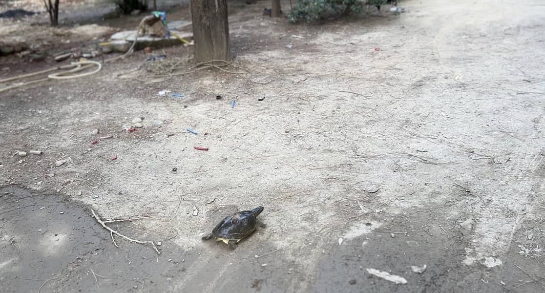 Turtle 0