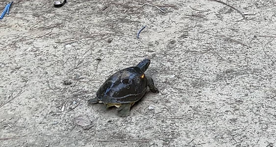 Turtle 1