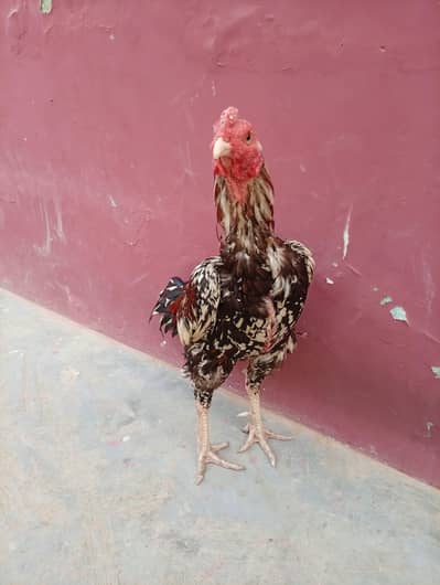 Aseel cheena murga for sale 03433644676 what's up