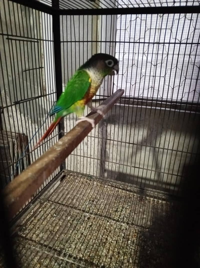 breeder pair 0