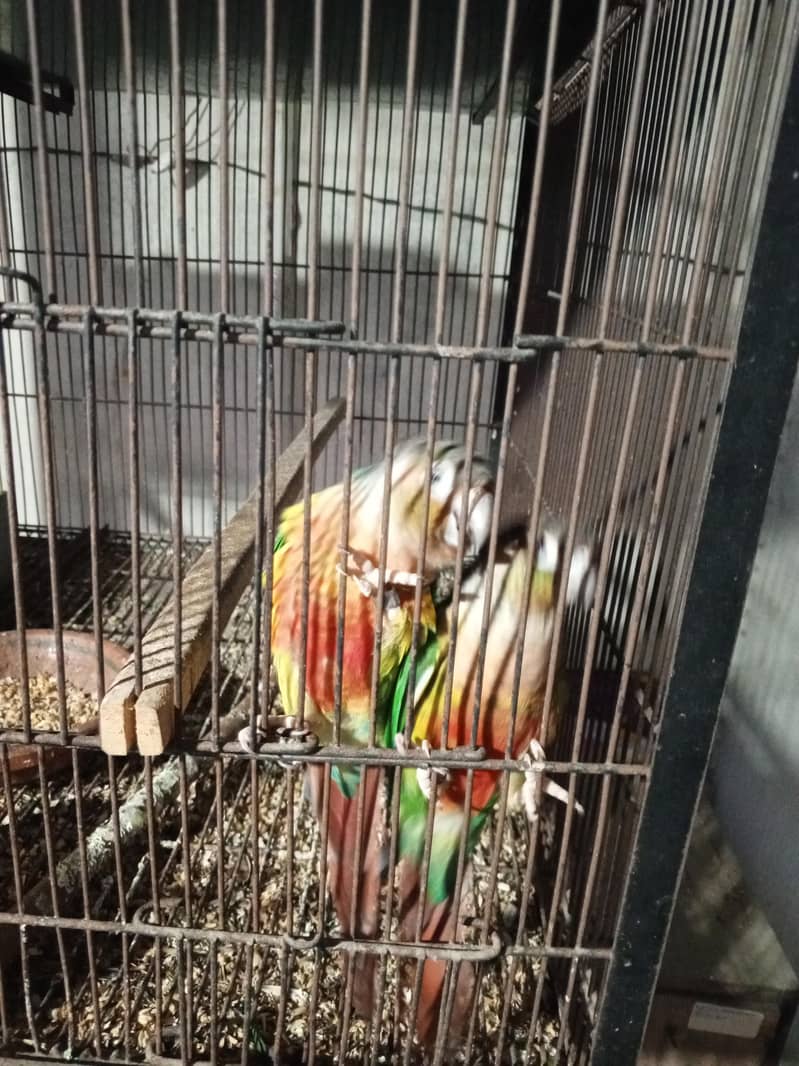 breeder pair 1