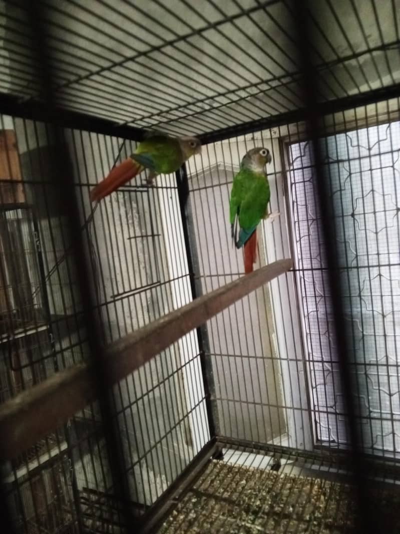 breeder pair 2