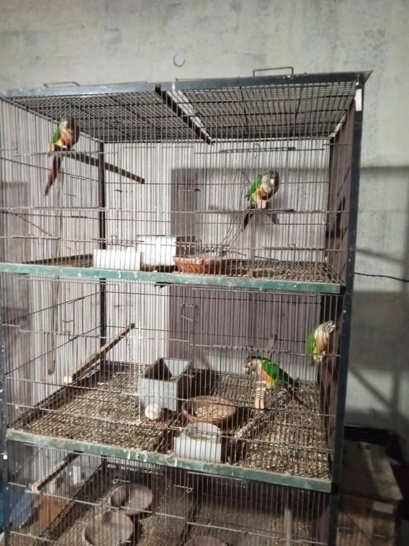 breeder pair 3