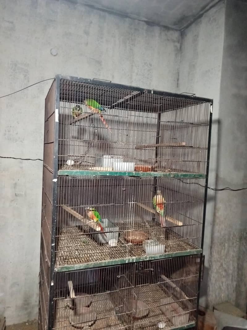 breeder pair 4