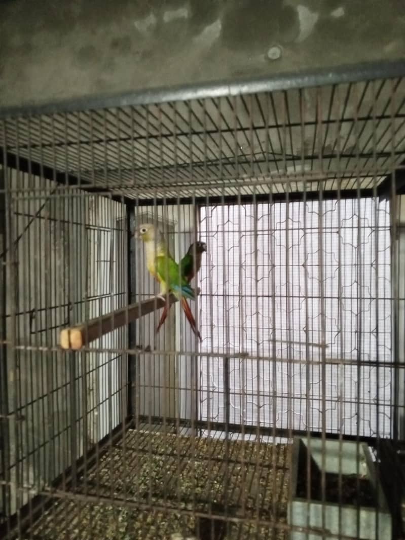 breeder pair 5