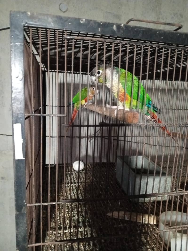 breeder pair 6