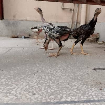 Aseel chicks