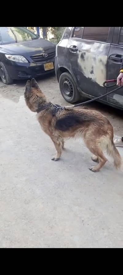 German shepherd breeder female