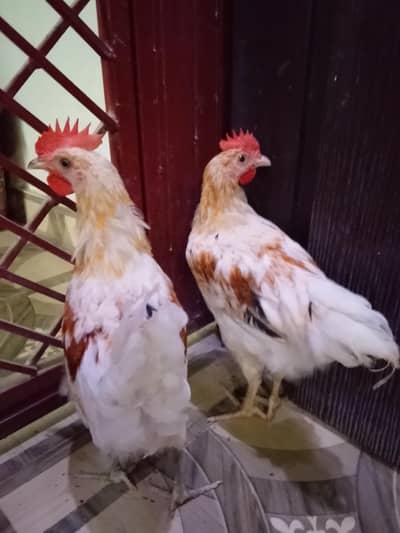 2 murgy for sale