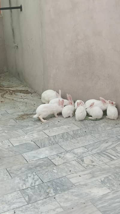 rabbit pair for sale