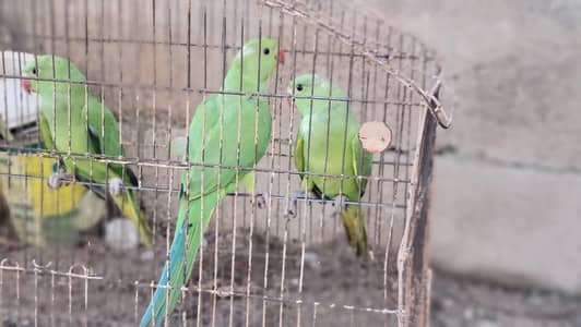 Green Ringneck Parrots – 3 Healthy Babies Available