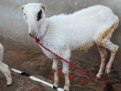 Mundra / Chatra / Bakra / Bakri / Sheep / Dumba / Dumbi