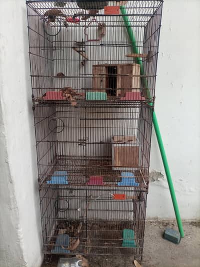 Bird Cage