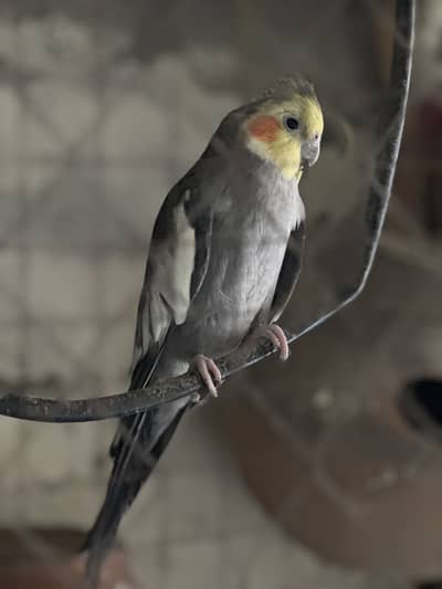 COCKATIEL