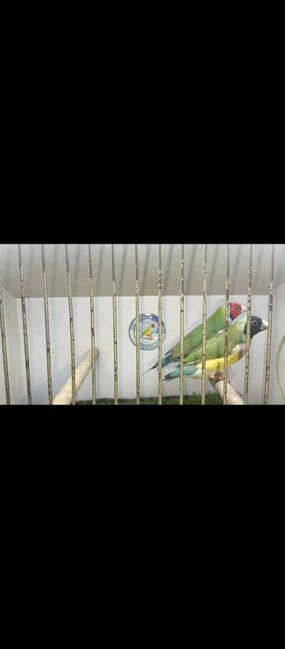 green split blue pair ready to bread & Yellow red eye split blue