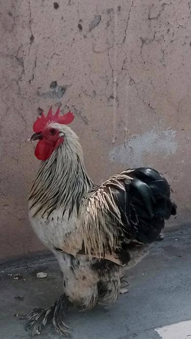 Bantam Cook