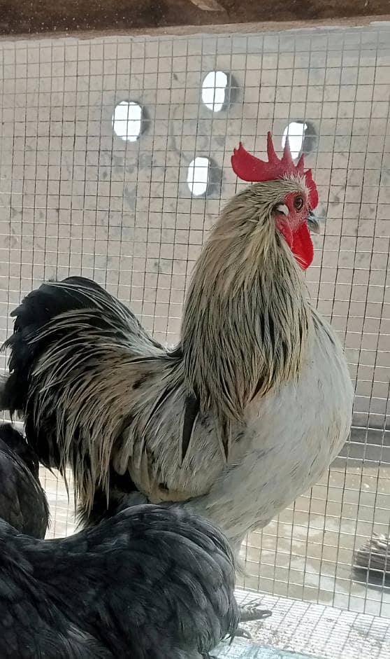 Bantam Cook 1
