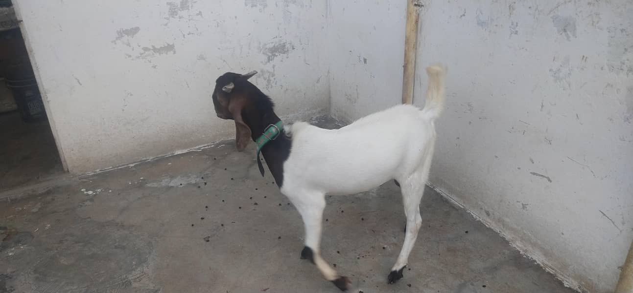Goats 0