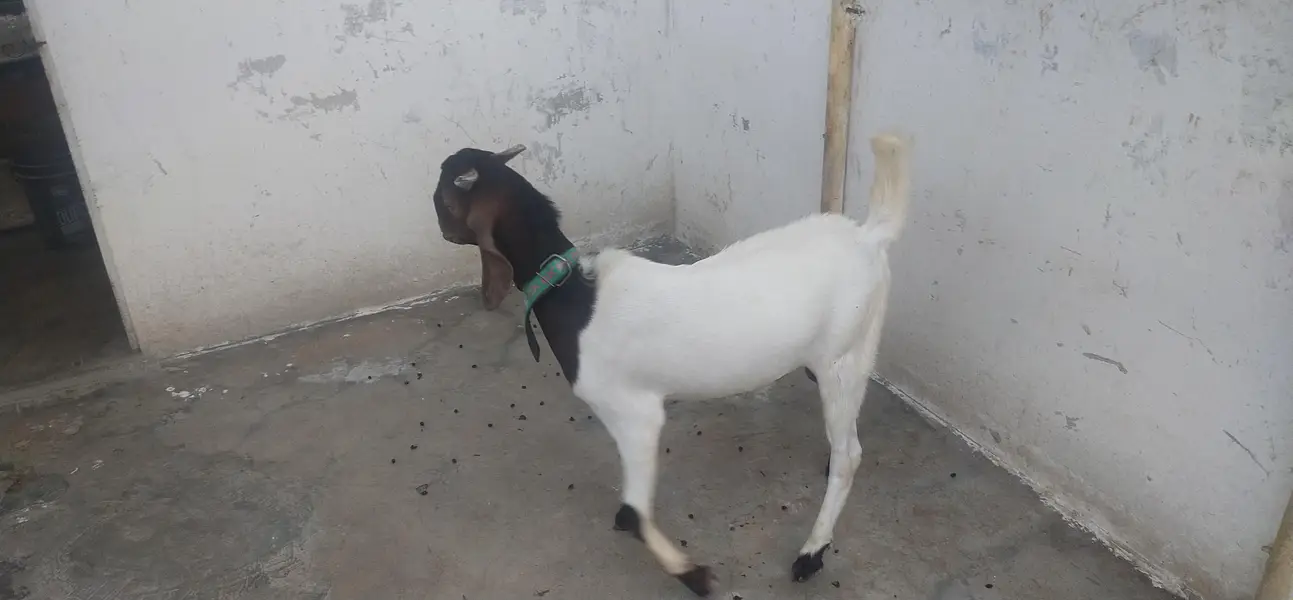 Goats