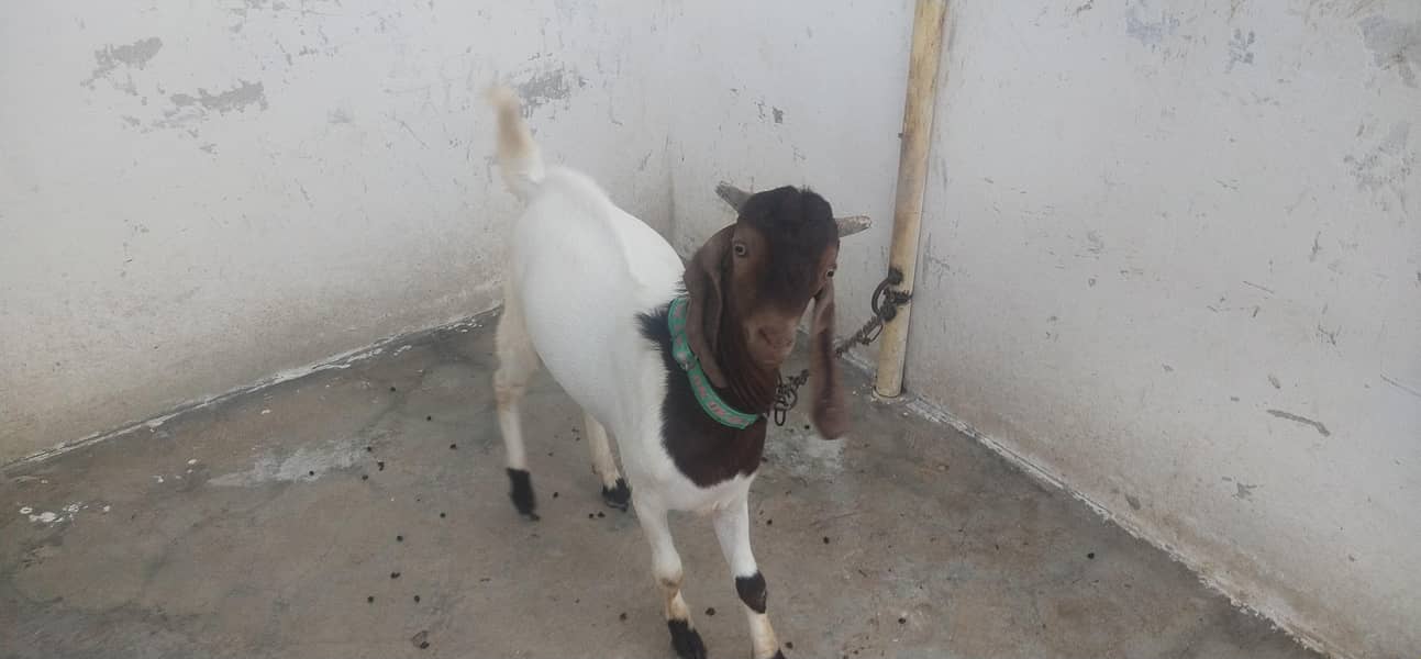 Goats 1