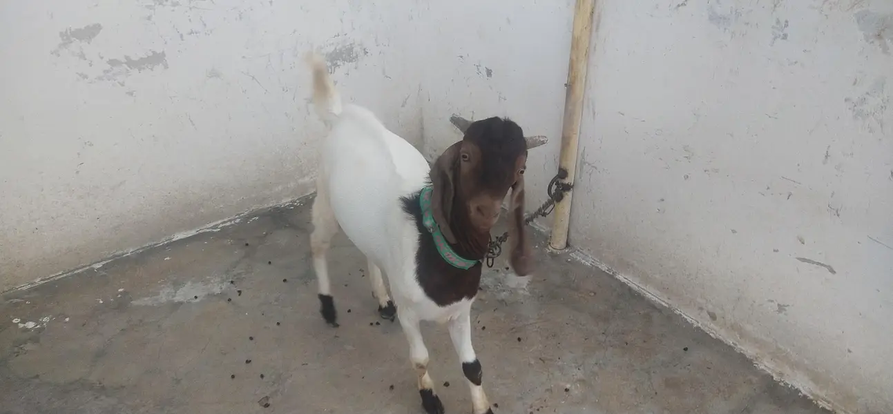 Goats — photo 2
