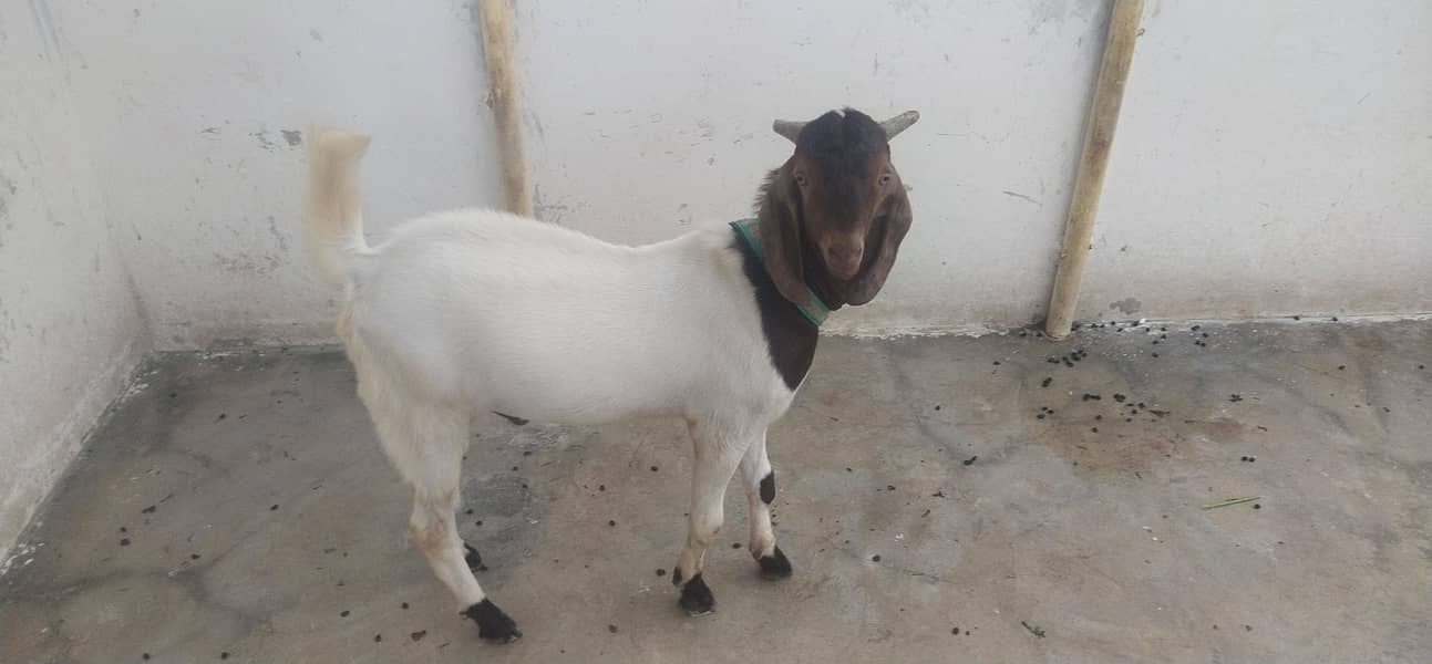 Goats 2