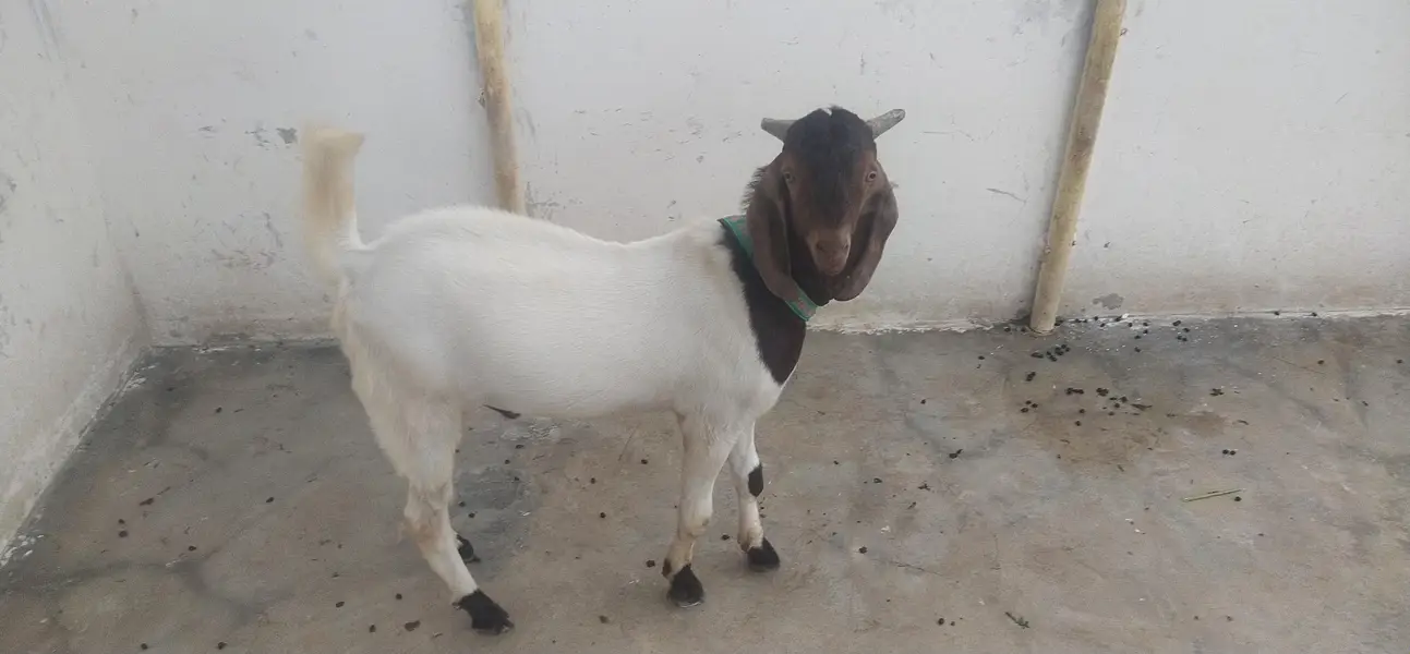 Goats — photo 3