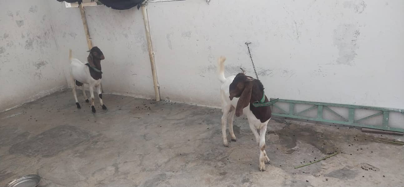 Goats 3