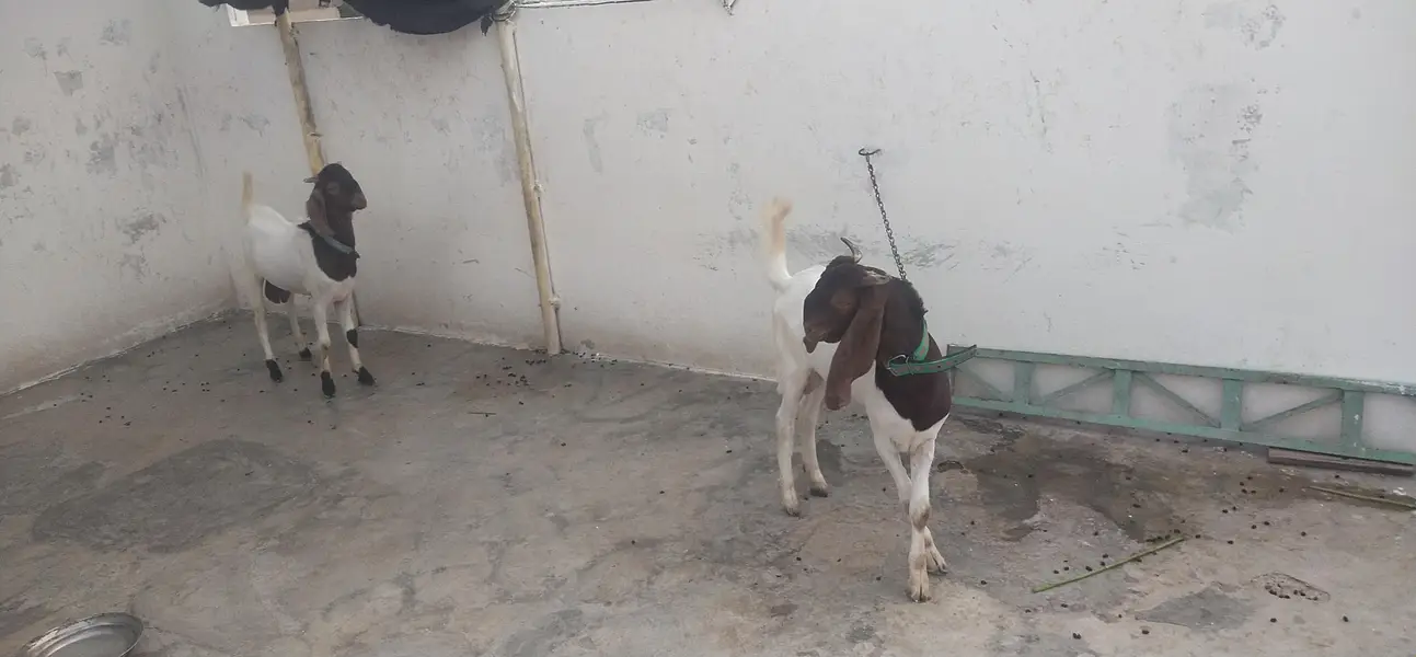 Goats — photo 4
