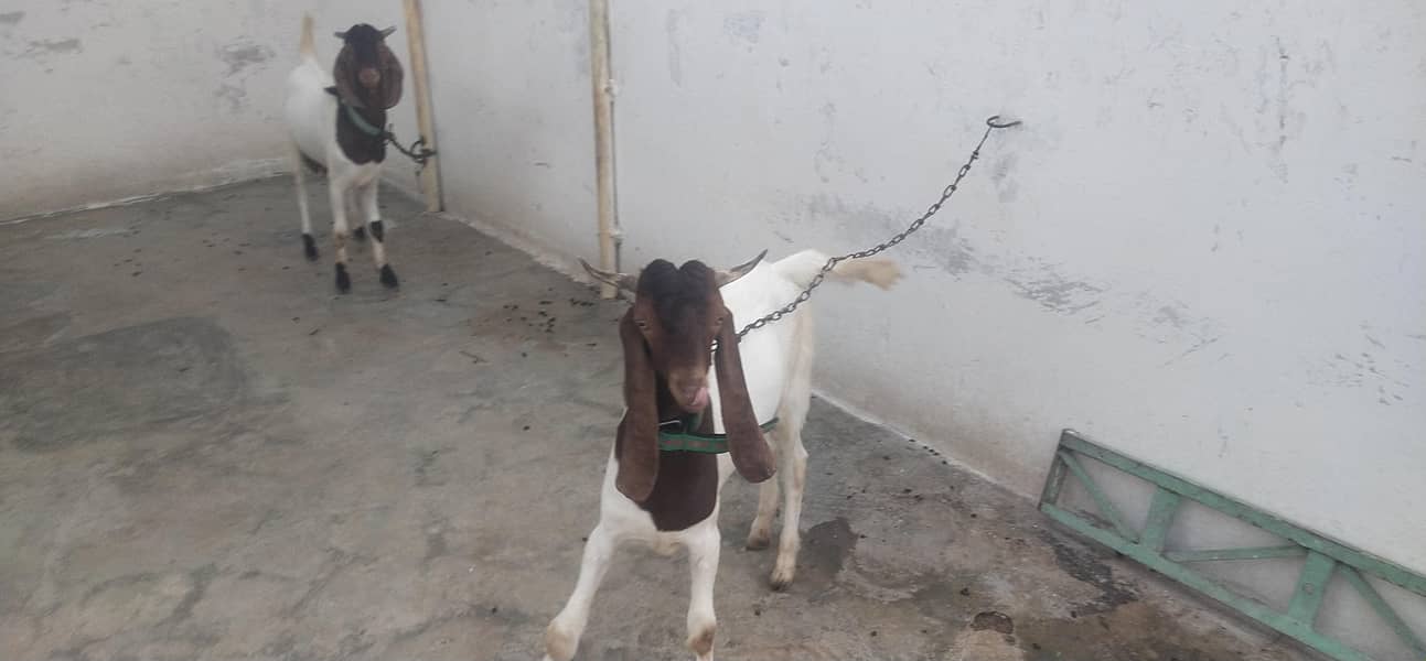 Goats 4