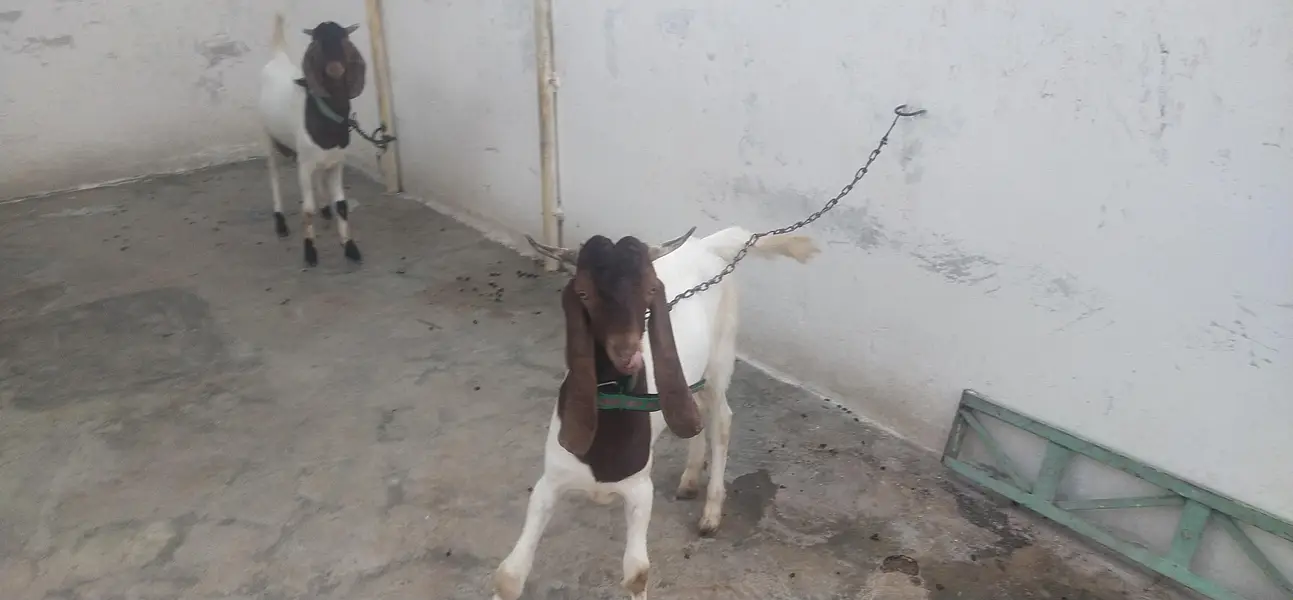 Goats — photo 5