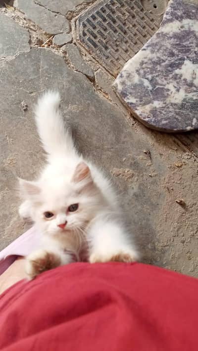 urgant only interested contact