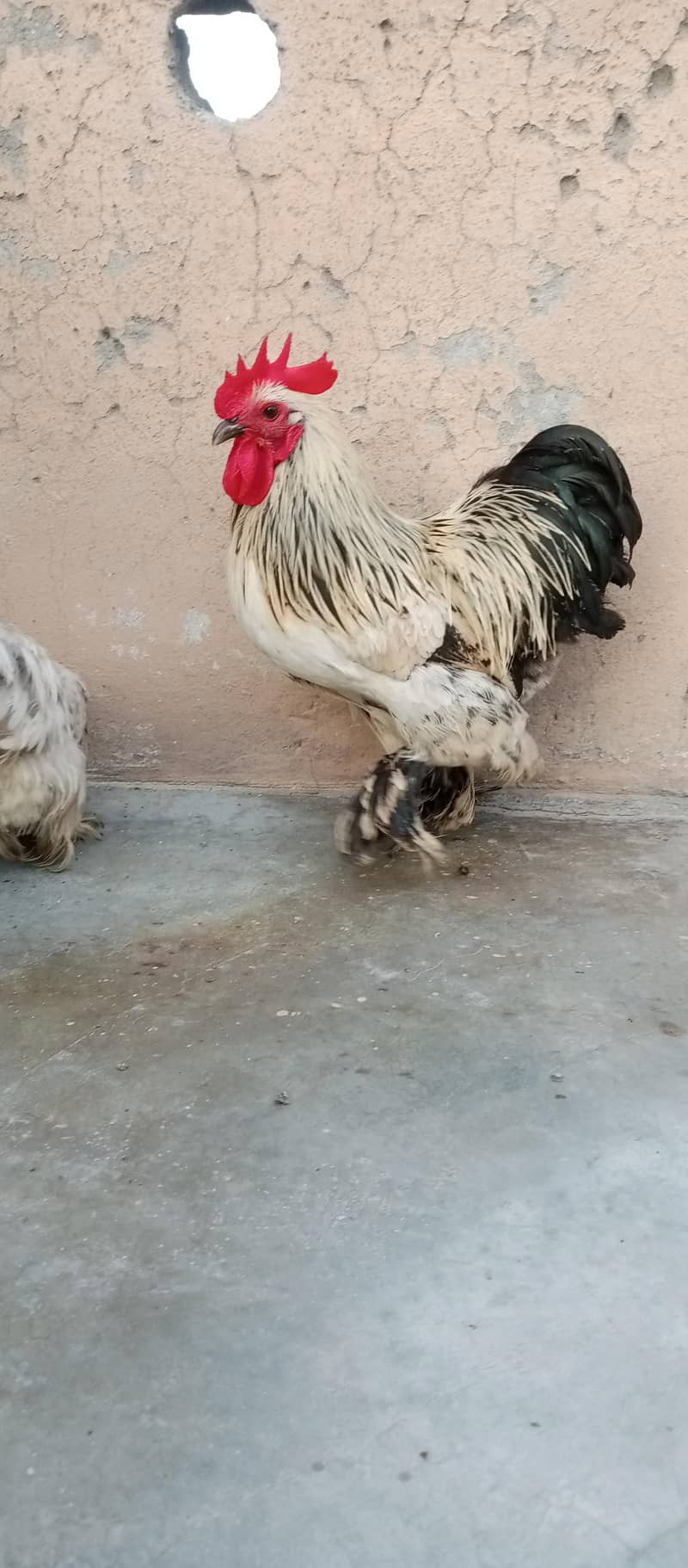 Bantam Cook 2